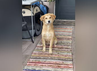 CRUMPET - verspielte Schönheit