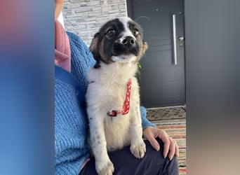 SUKI - hübsche Hundedame