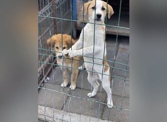 HANNAH - sucht ihre Menschen