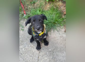 MILLIE - liebevolles Hundemädchen sucht ihr Zuhause