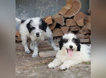 ARYA - zuckersüßes Hundekind