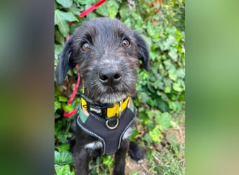 MILLIE - liebevolles Hundemädchen sucht ihr Zuhause
