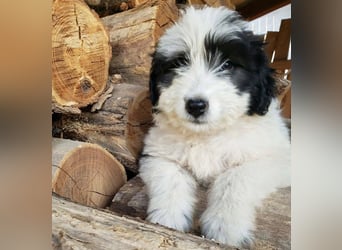 LOTTE - Traumzuhause gesucht