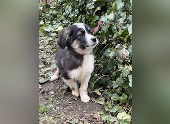 NALA - sanfte Seele sucht ihre Menschen