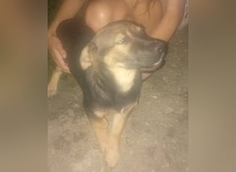GOOFY - verspieltes Hundekind