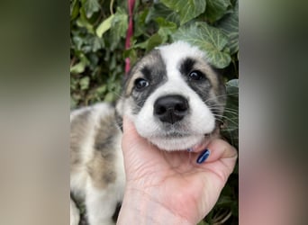 BELLA - sucht ihr Für-immer-Zuhause