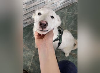 ZACK - liebevoller Hundebub