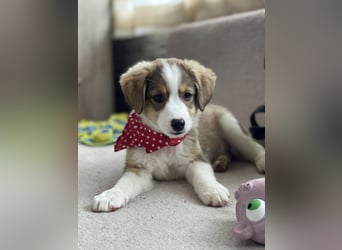 PEER - sanfte Seele sucht seine Menschen *reserviert*