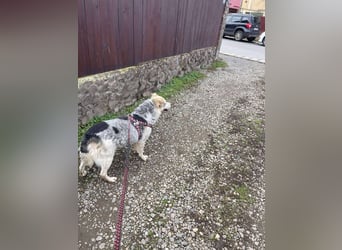 MAYA - sucht ihre Menschen