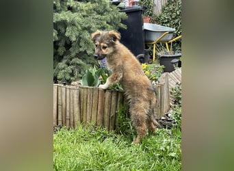 MARTHA - liebevolles Hundemädchen