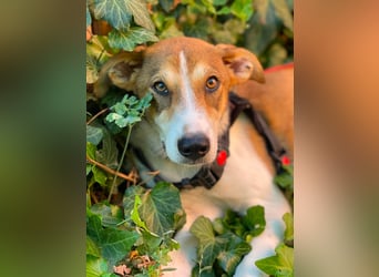 IVY - liebes Hundemädchen
