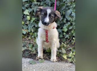 SUKI - hübsche Hundedame