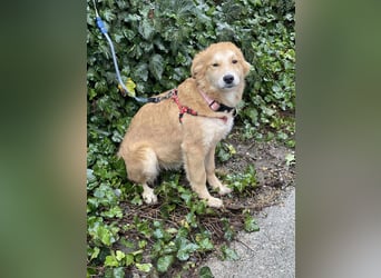 CRUMPET - verspielte Schönheit