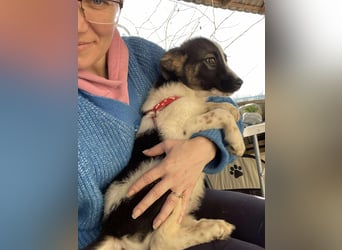 SUKI - hübsche Hundedame