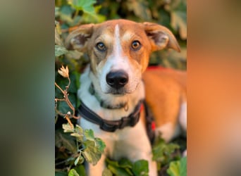 IVY - liebes Hundemädchen