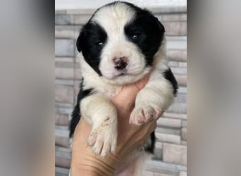 PATCH - Zuckerbub sucht seine Menschen