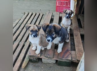 ZANNY - sanfte Seele sucht ein Zuhause *reserviert*