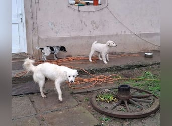 FLINT - Zuckerbub sucht seine Menschen