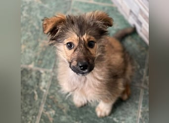 MARTHA - liebevolles Hundemädchen