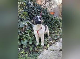 SUKI - hübsche Hundedame