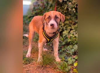 KOA - Traumzuhause gesucht