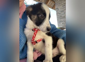 PATCH - Zuckerbub sucht seine Menschen