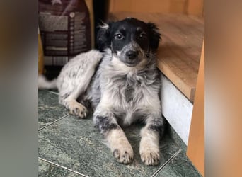 SADIE - Traumzuhause gesucht