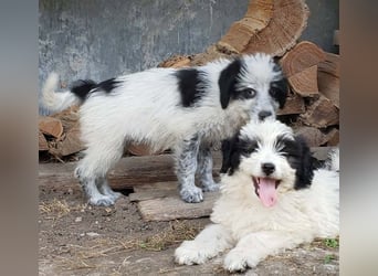 LOTTE - Traumzuhause gesucht