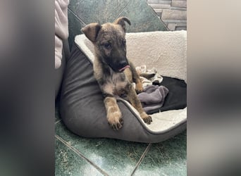 MAXI - liebevoller Hundebub