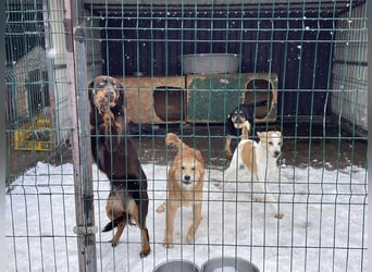 ROSIE - verspielte Schönheit