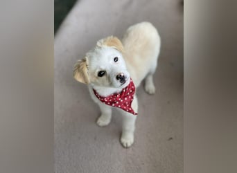 PRESTON - Zuckerbub sucht seine Menschen *reserviert*