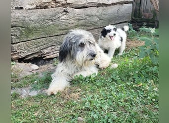 LOTTE - Traumzuhause gesucht