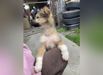 MARTHA - liebevolles Hundemädchen