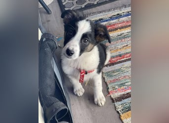 PATCH - Zuckerbub sucht seine Menschen