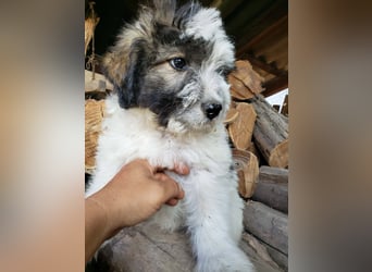 XENA - süßes Zottelmädchen