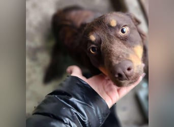 ROSIE - verspielte Schönheit