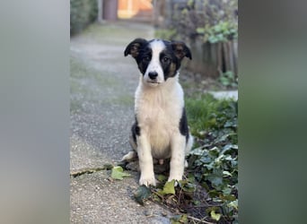 PATCH - Zuckerbub sucht seine Menschen