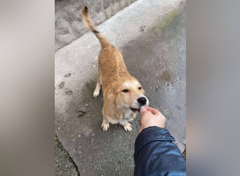 CRUMPET - verspielte Schönheit