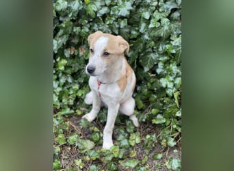 HANNAH - sucht ihre Menschen