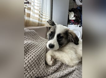 BELLA - sucht ihr Für-immer-Zuhause