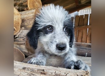 ARYA - zuckersüßes Hundekind