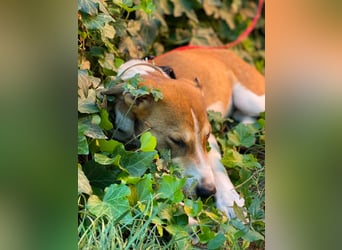 IVY - liebes Hundemädchen