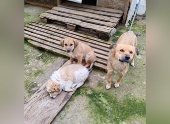 EDUARD - kleine Knutschkugel