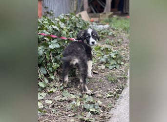 NALA - sanfte Seele sucht ihre Menschen