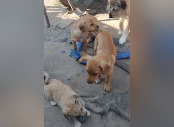 LOKI - kleiner Zuckerschatz sucht seine Menschen