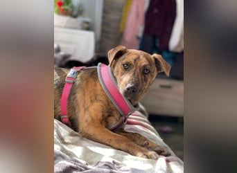 MOLLY - aufgewecktes Hundemädchen