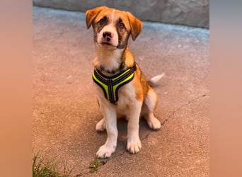 KOA - Traumzuhause gesucht