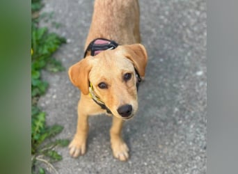 AMBER - tolles Hundemädchen