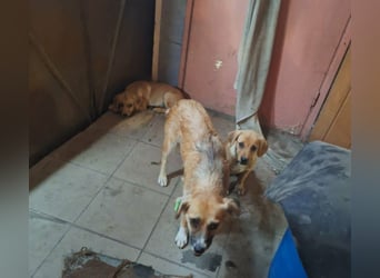 LEXI - sucht ihr Für-immer-Zuhause