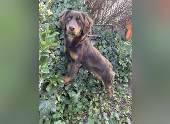 ROSIE - verspielte Schönheit